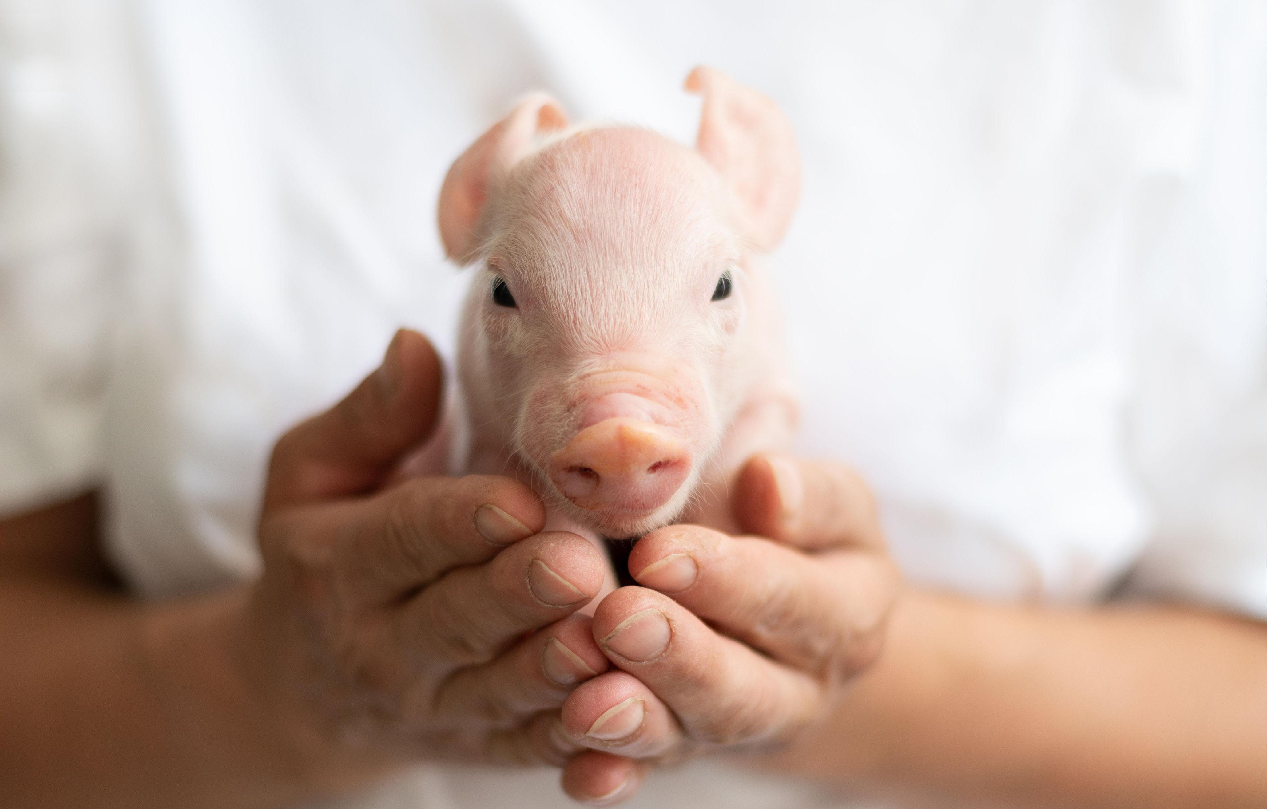 Diensten: Branding, grafische vormgeving, verpakkingen